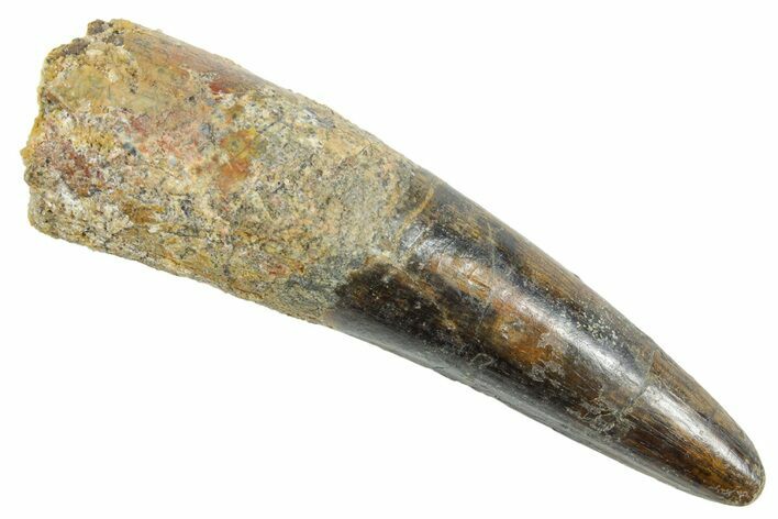 Fossil Spinosaurus Tooth - Real Dinosaur Tooth #363539
